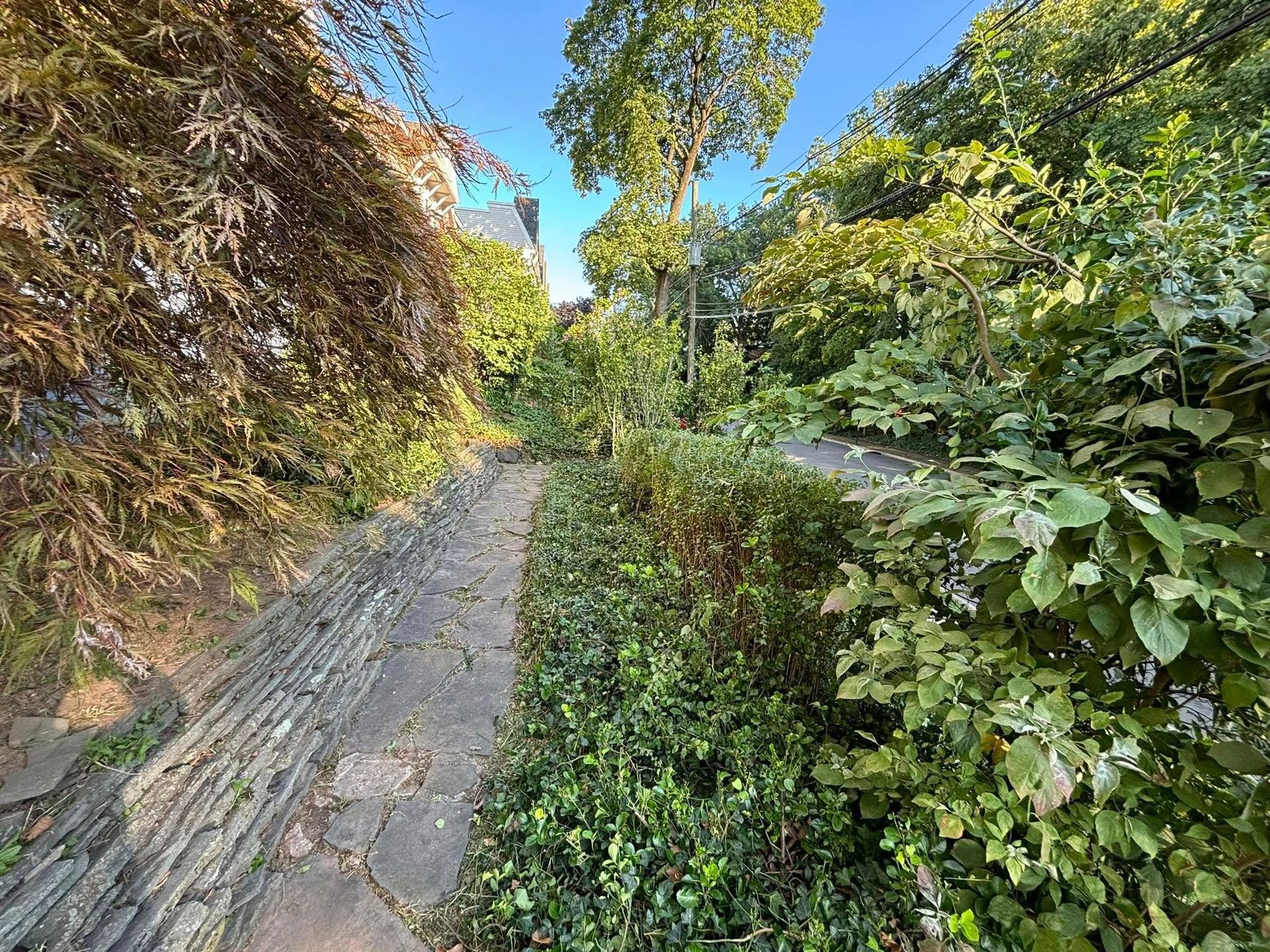 A path surrounded by trees and bushes in a park.