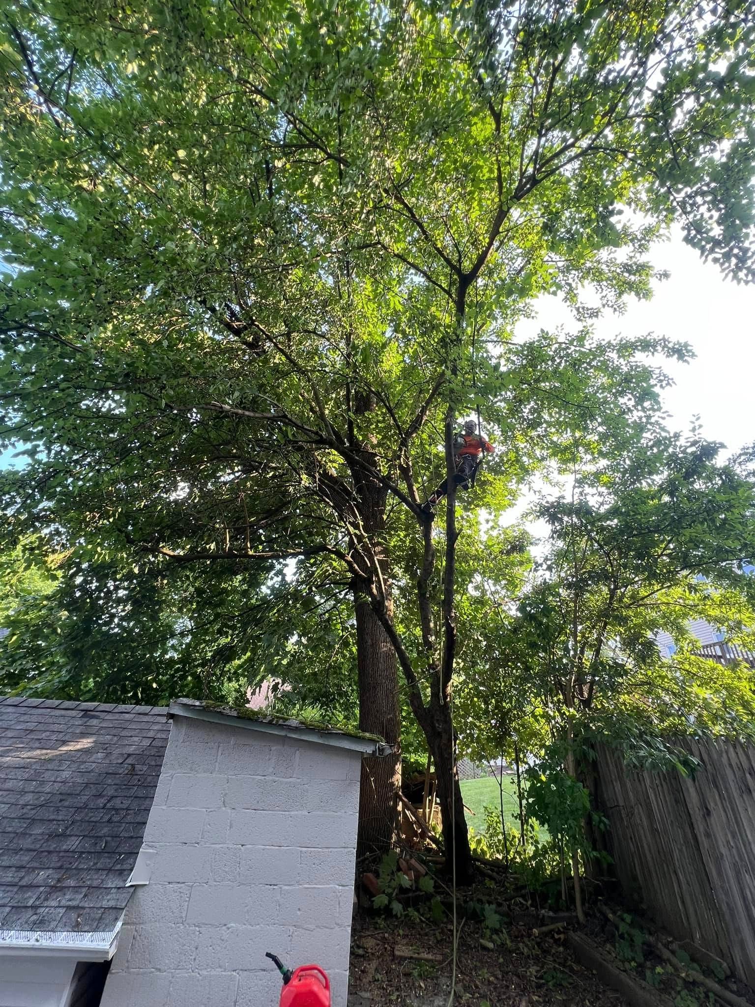 A man is climbing a tree in front of a house.