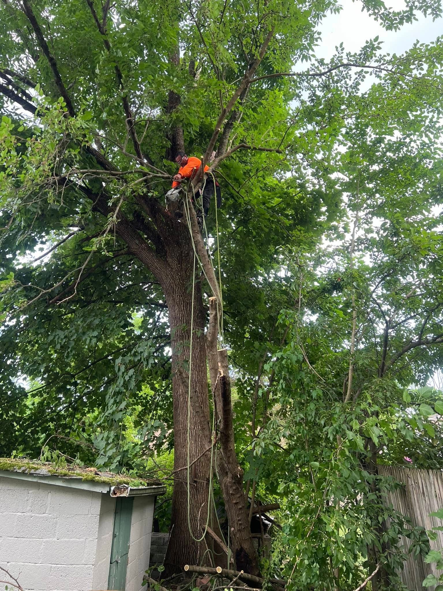 A man is climbing a tree with a chainsaw.