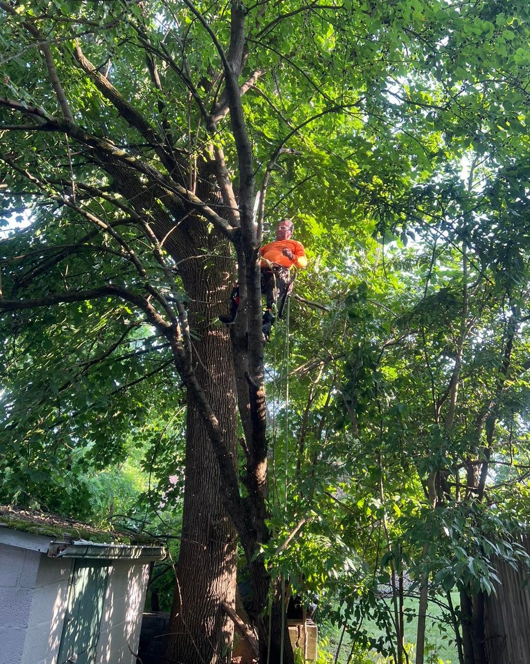 A man is climbing a tree with a chainsaw.