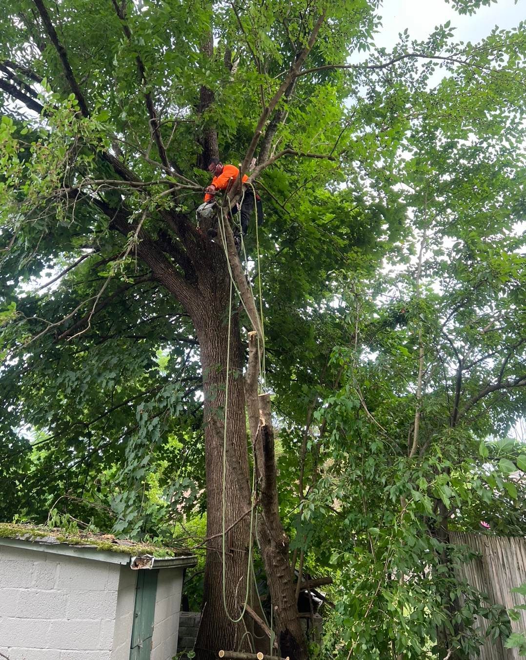 A man is climbing a tree with a chainsaw.