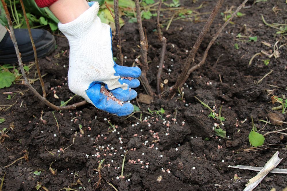 A person wearing blue gloves is applying fertilizer to a plant.