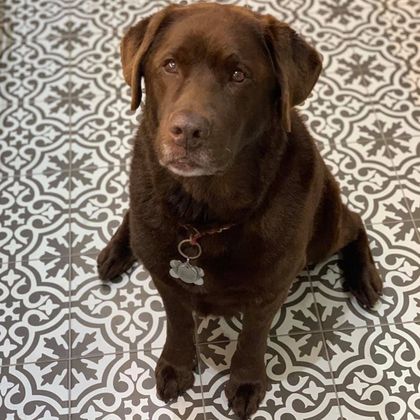 Brown labrador dog sitting on tiled floor