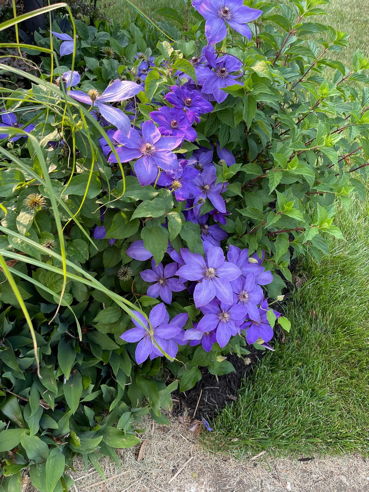 A bush with purple flowers and green leaves in a garden.