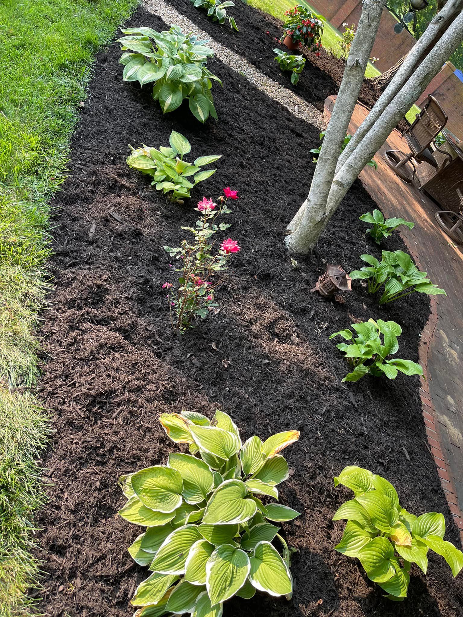 A garden filled with lots of plants and flowers.
