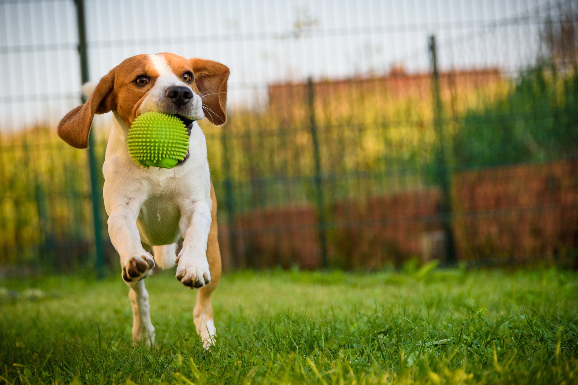 dog with ball