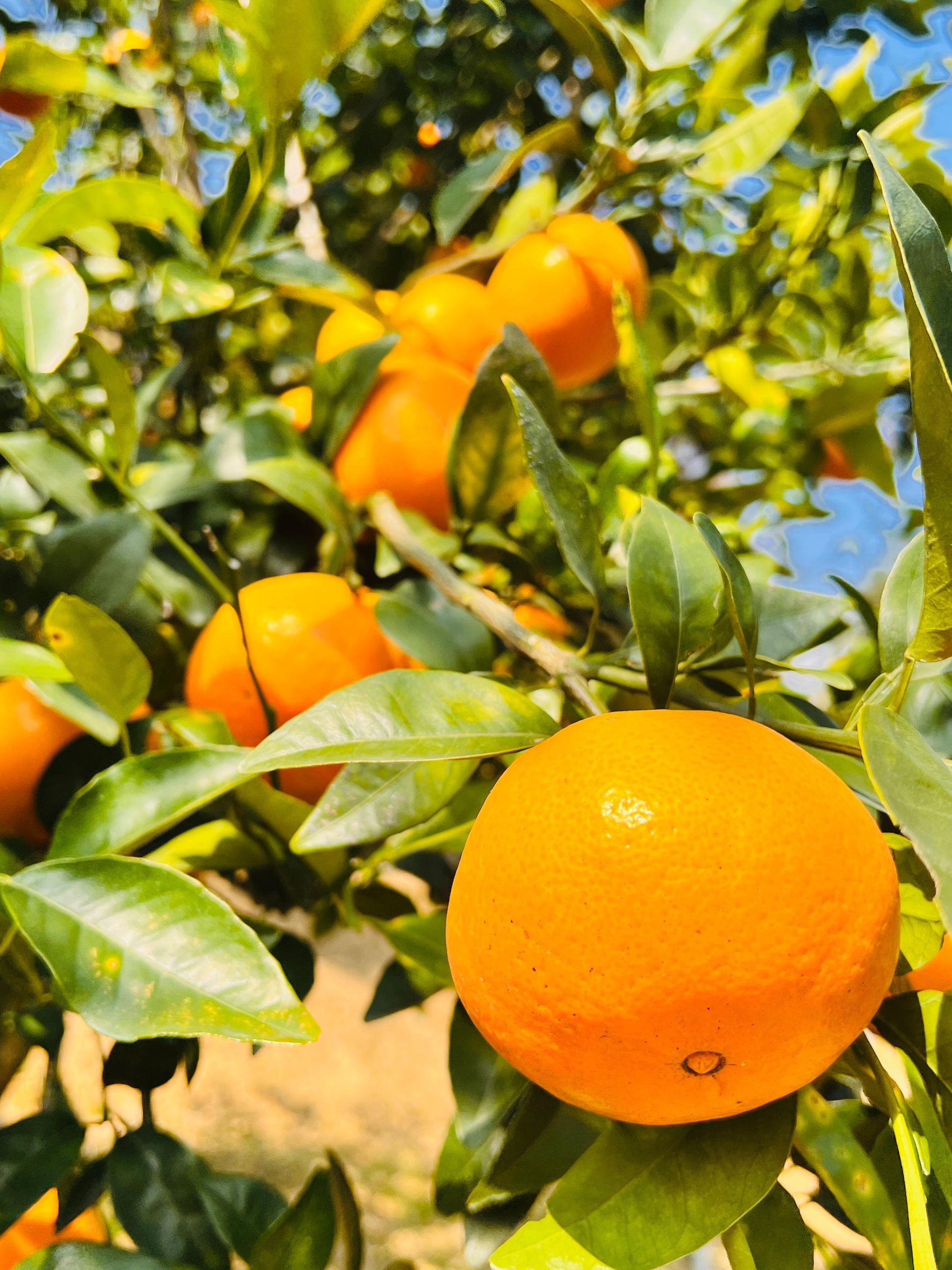 黃金茂谷柑(5斤裝*2箱含運/每箱約13-15顆)