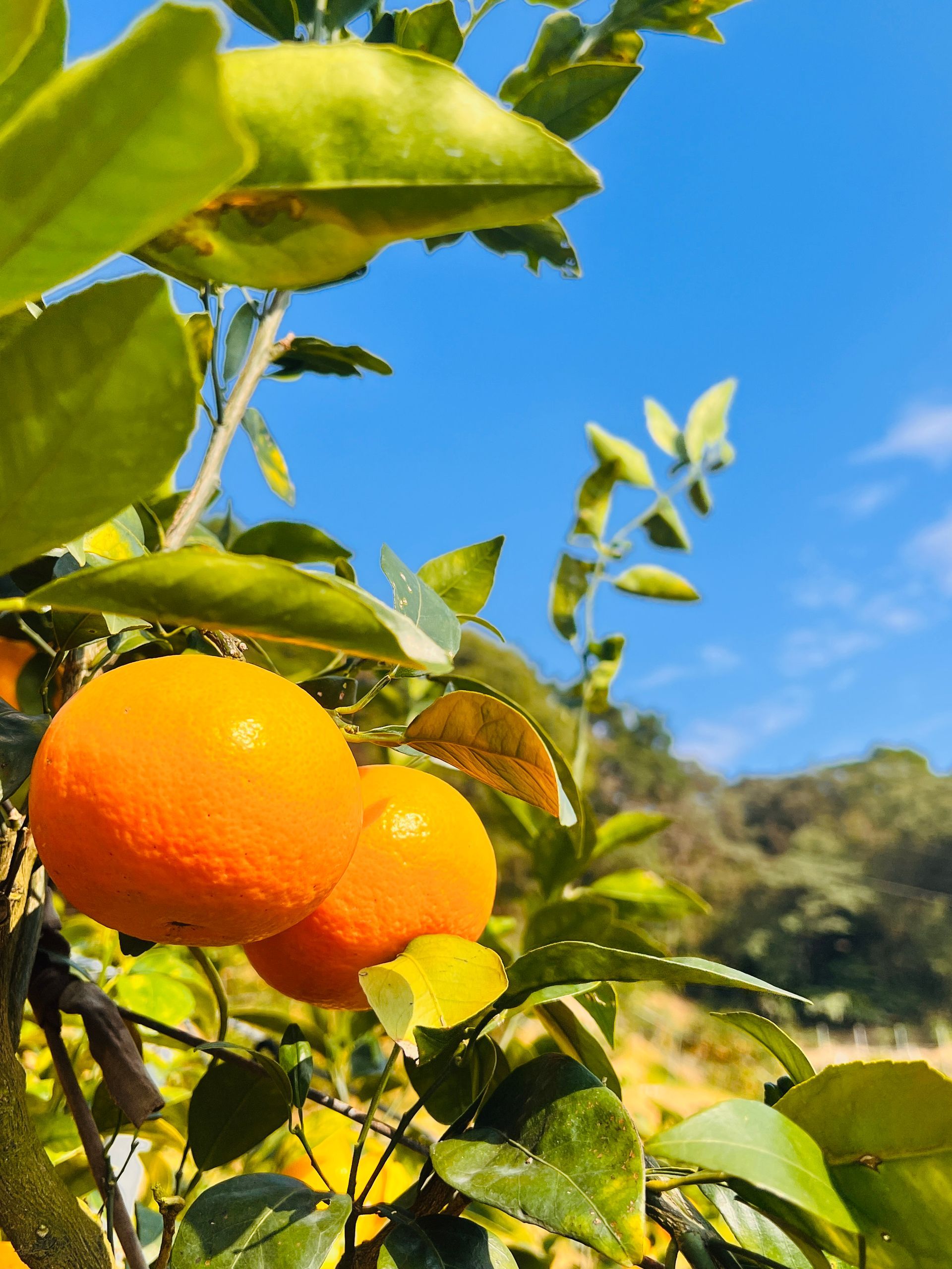 黃金茂谷柑(5斤裝含運/每箱約13-15顆)
