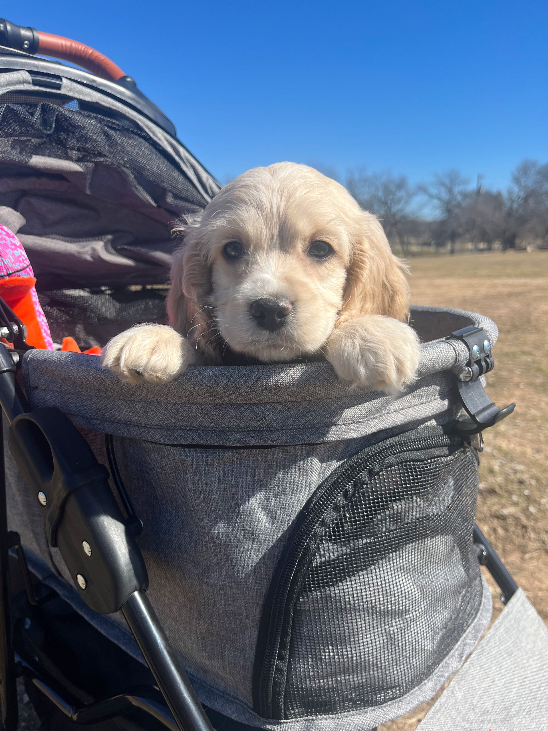 19 Amazing Facts About Goldendoodles