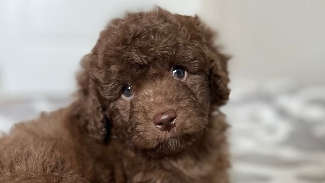 19 Amazing Facts About Goldendoodles — Pumpkin®