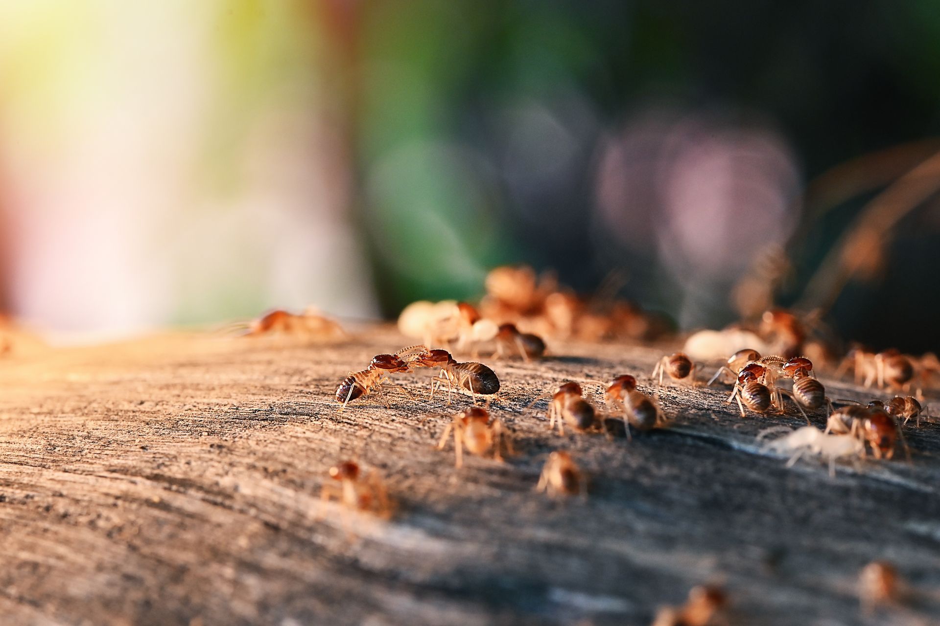 Ants Crawling on a Textured Wooden Surface Backlit by Sunlight — All Pest QLD In Sippy Downs, QLD