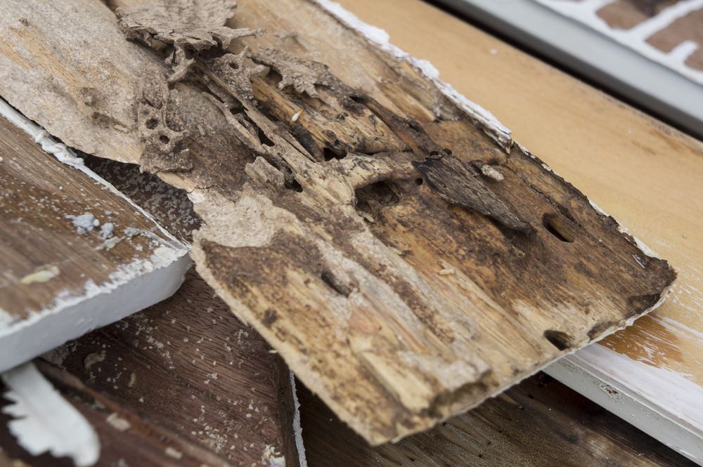 Wood Damaged by Termites, Showing Holes and Eaten Sections — All Pest QLD In Sippy Downs, QLD