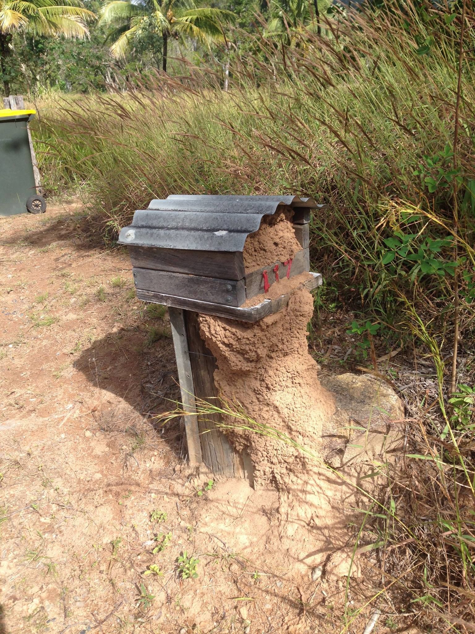 Beehive Brown Bees Building Nest Outside a Wooden Box in a Grassy Area — All Pest QLD In Nambour, QLD