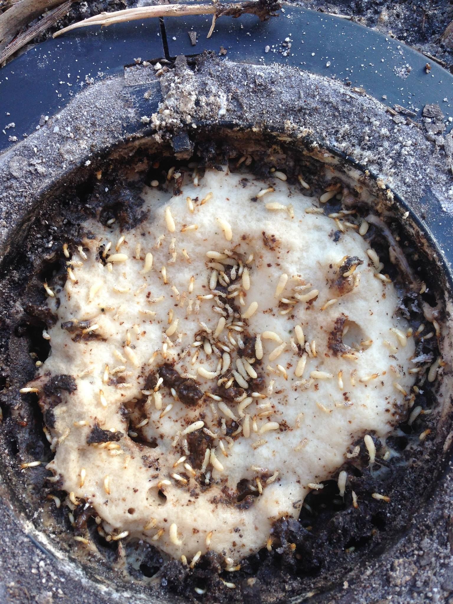 Termite-Infested White Foam in a Black Circular Container — All Pest QLD In Sippy Downs, QLD