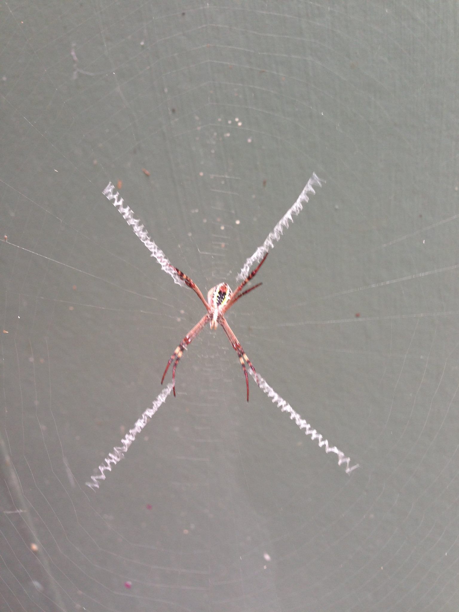 Spider With Brown Legs, White and Brown Striped Body in the Center of a Web — All Pest QLD In Noosa, QLD