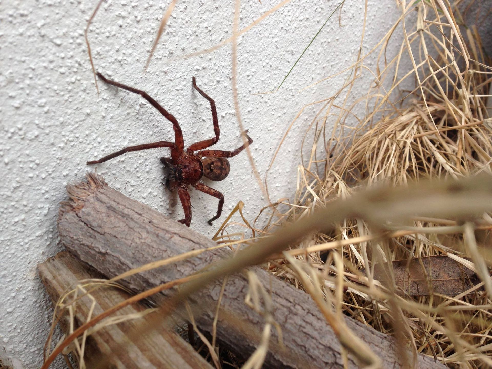 Brown Spider on a White Wall and a Wooden Log Surrounded by Dry Grass — All Pest QLD In Noosa, QLD
