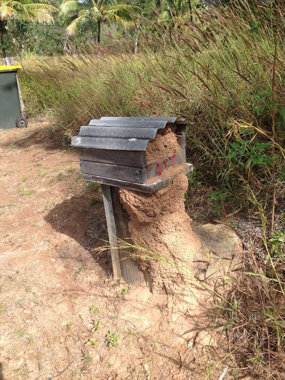 Mailbox Termite Mound — All Pest QLD In Sippy Downs, QLD