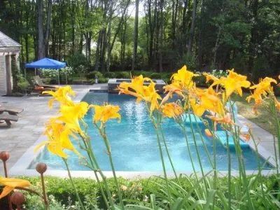 A swimming pool with yellow flowers in the foreground