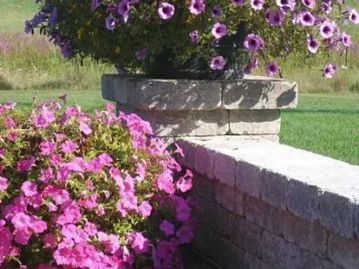 A brick wall with purple flowers growing on it