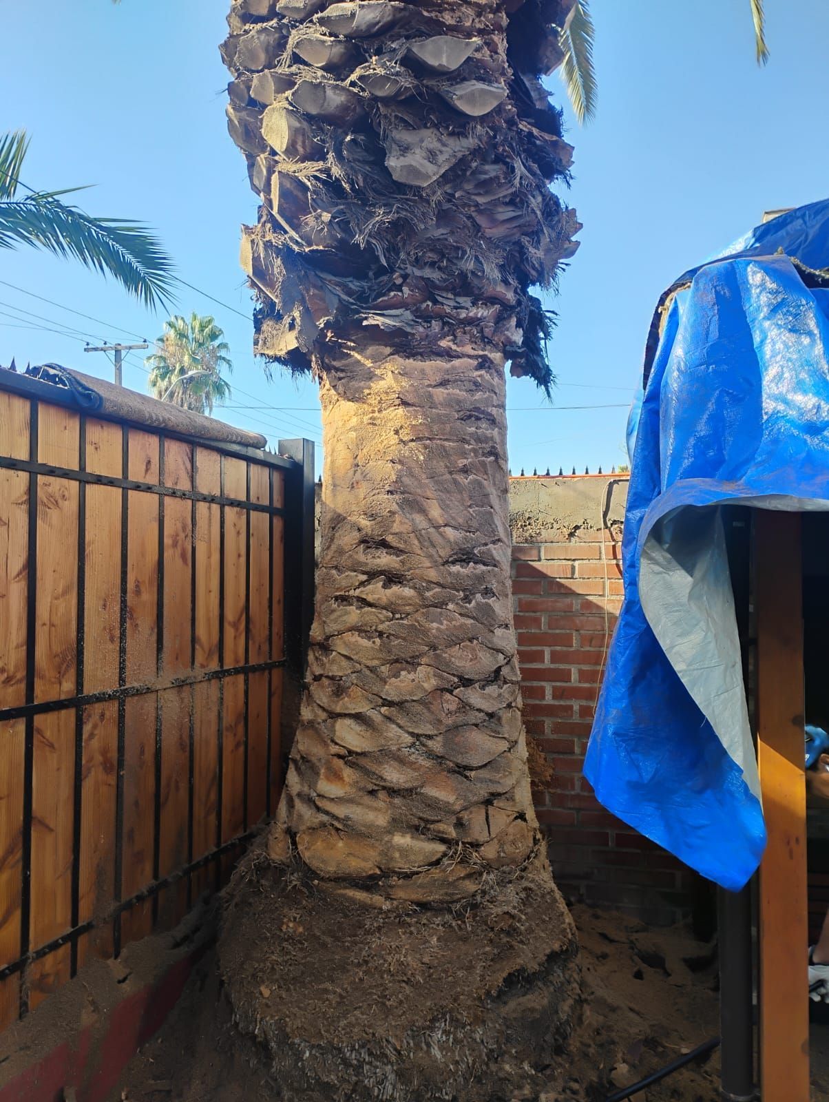 Una gran palmera está junto a una valla de madera y una lona azul.