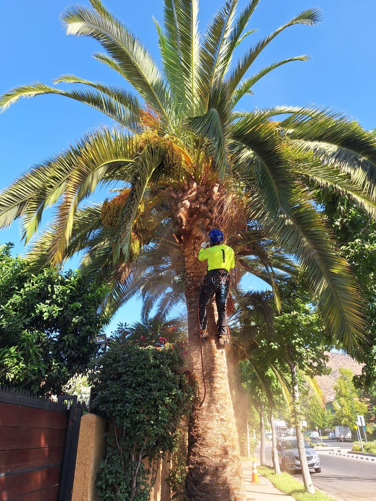 Un hombre está trepando una palmera en un día soleado.