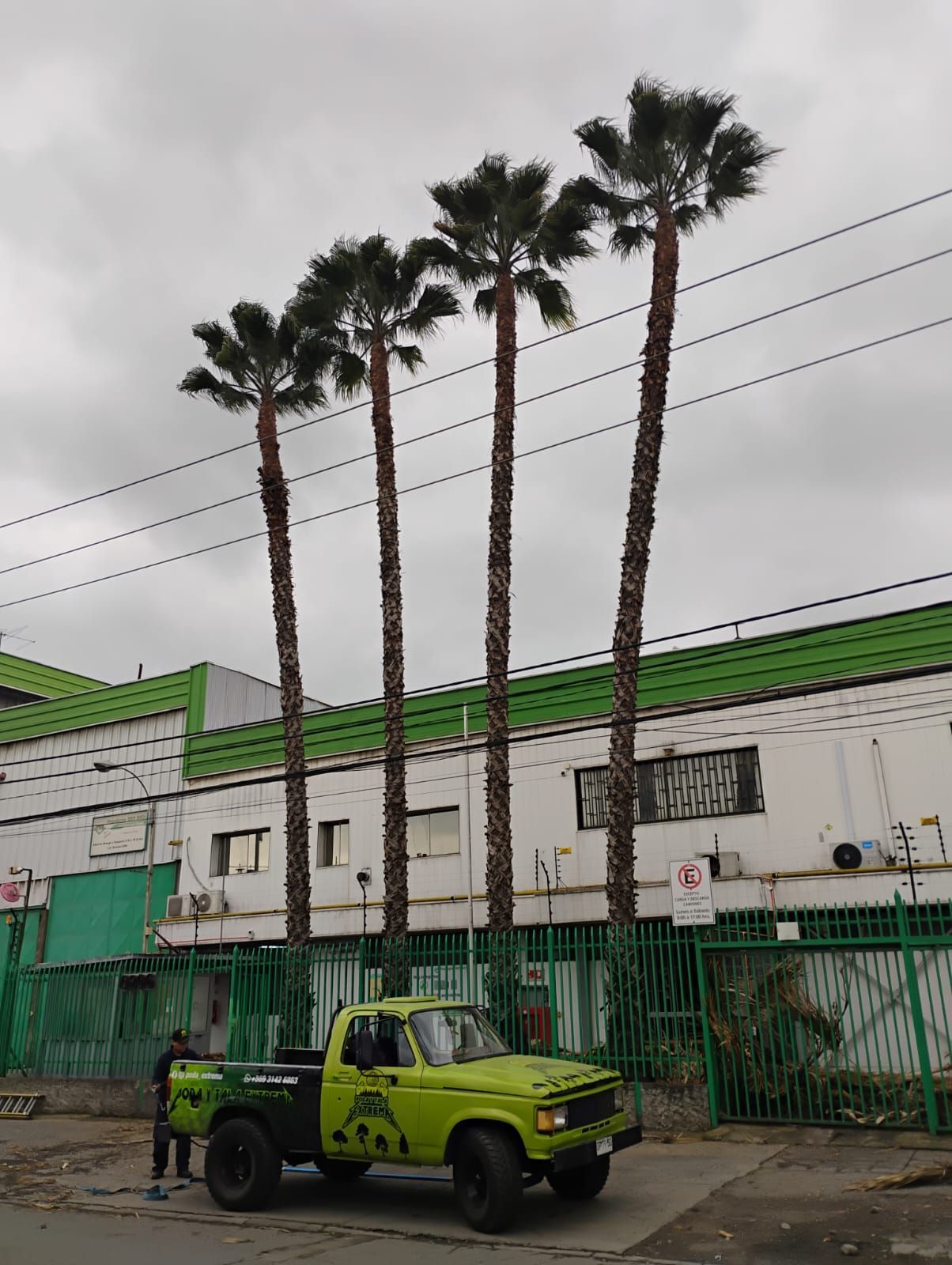 Camión verde estacionado frente a un edificio con altas palmeras contra un cielo nublado.