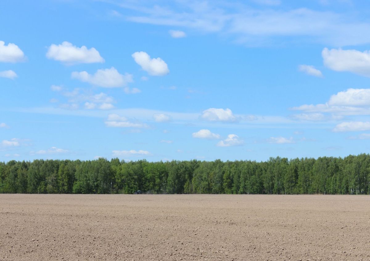 Um campo com árvores ao fundo e um céu azul com nuvens