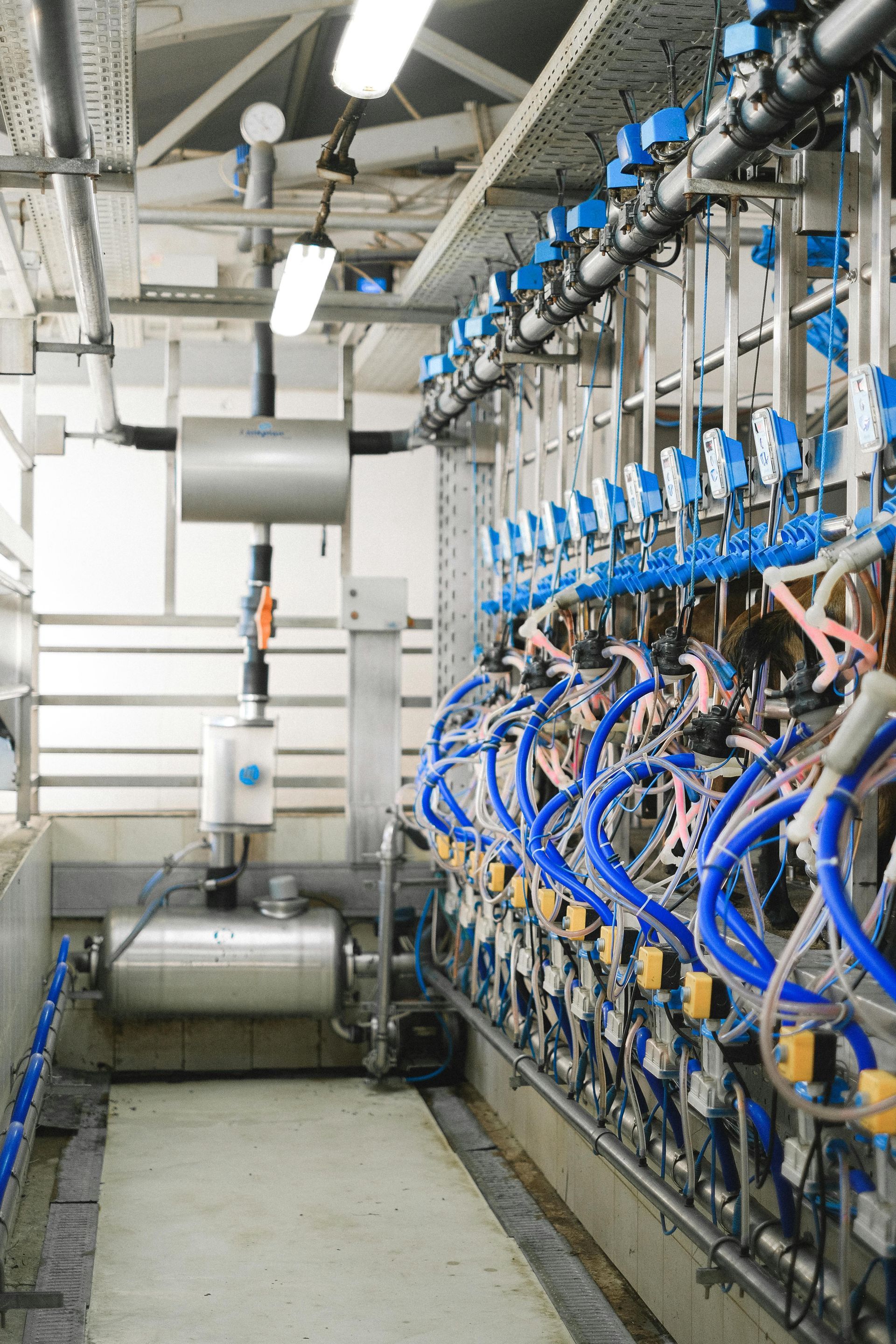 Milking parlor interior with rows of blue milking machines, stainless steel tanks, and pipes.