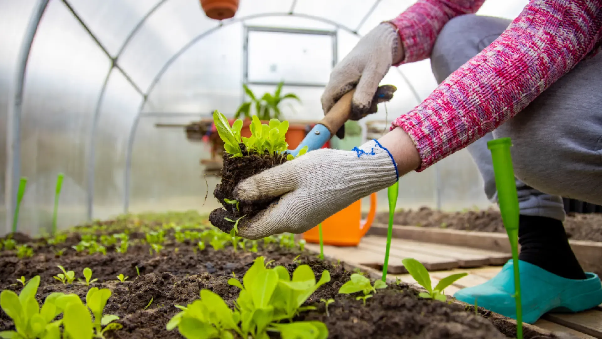 horticulture