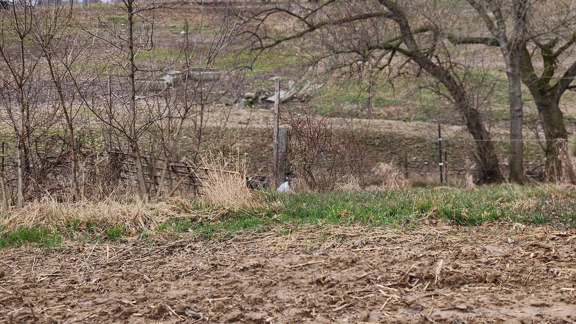 A field with a lot of leaves on the ground and trees in the background.