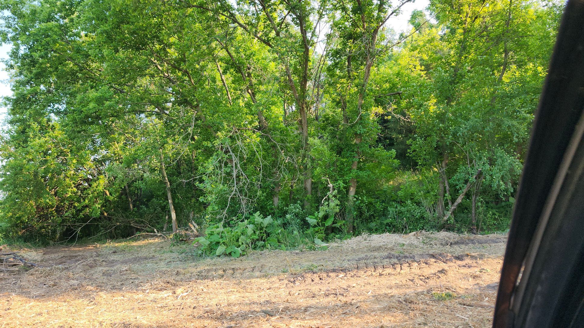 A view of a forest from a car window.