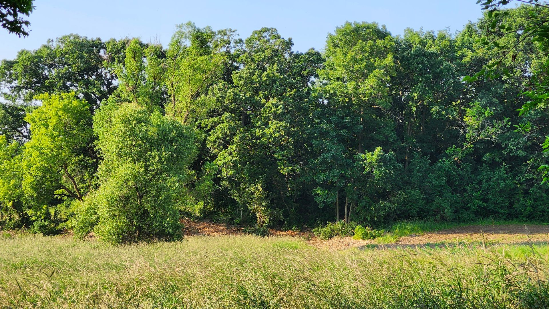 A field with trees in the background and a blue sky in the background.