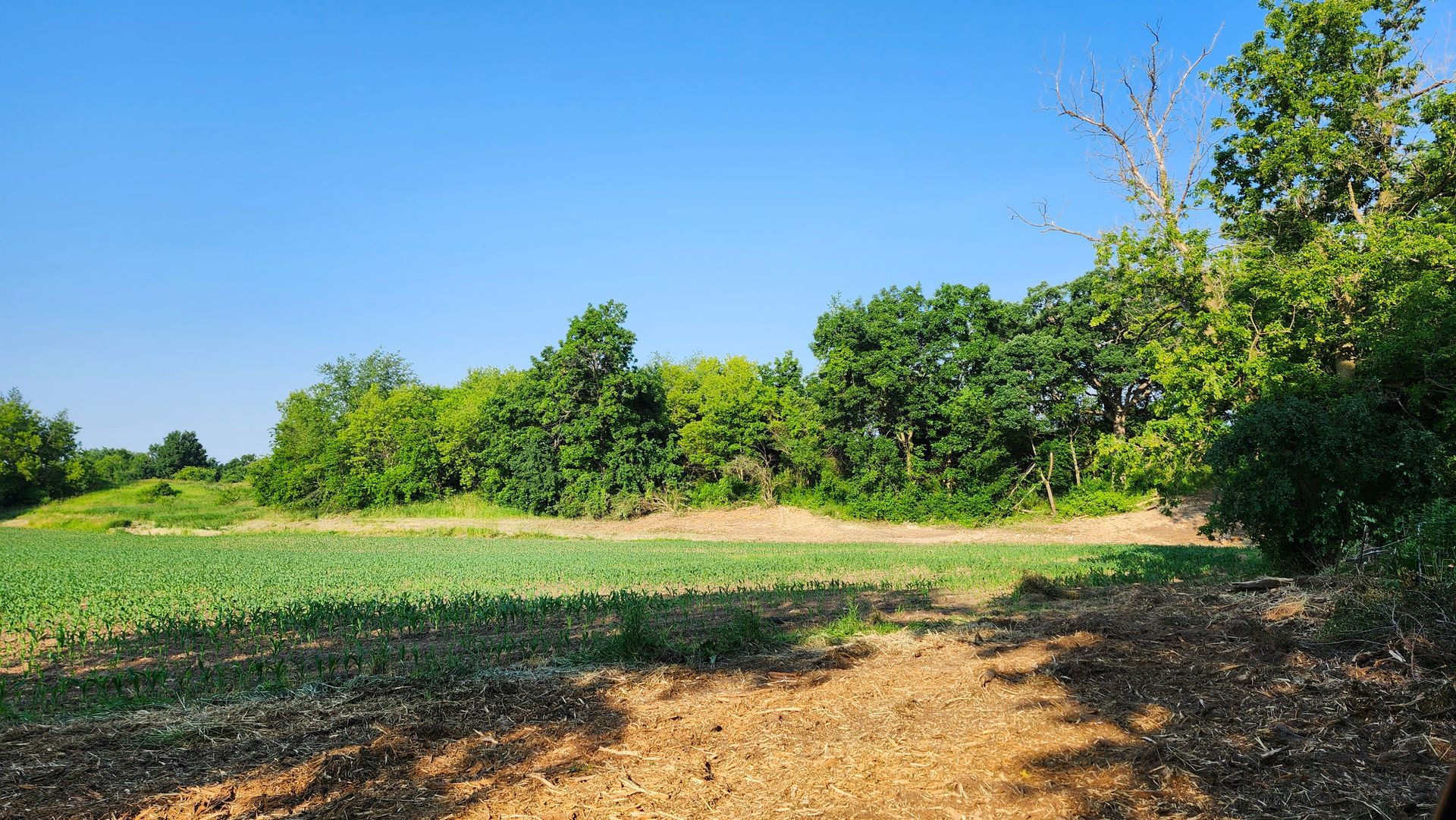 A dirt path leading to a field with trees in the background.