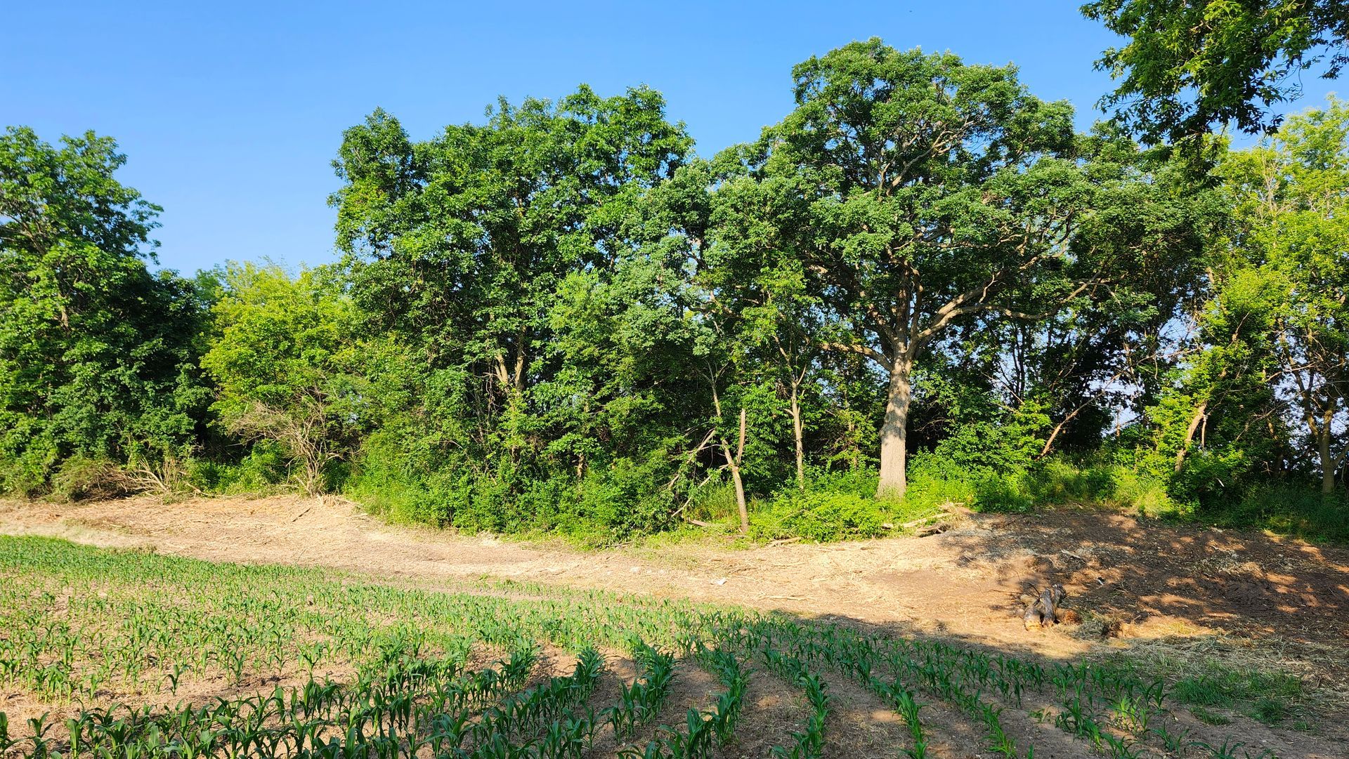 A field with trees in the background and a blue sky in the background.