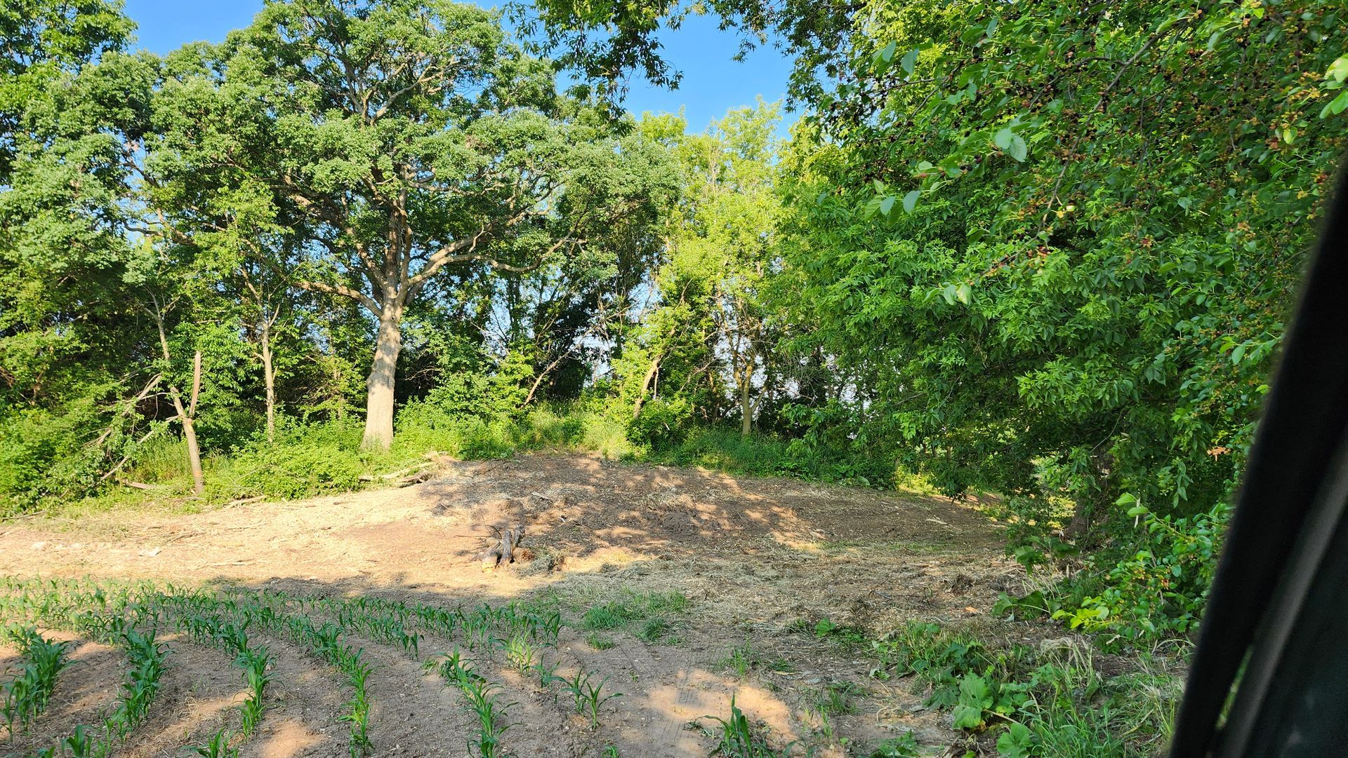 A view of a lush green forest from a car window.