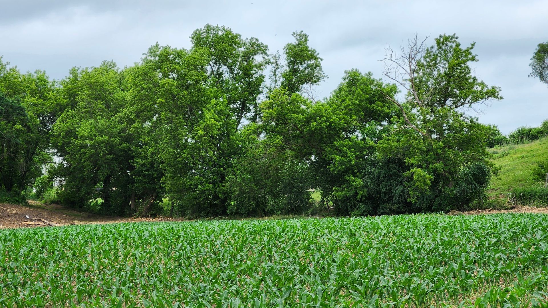 A field of green plants with trees in the background