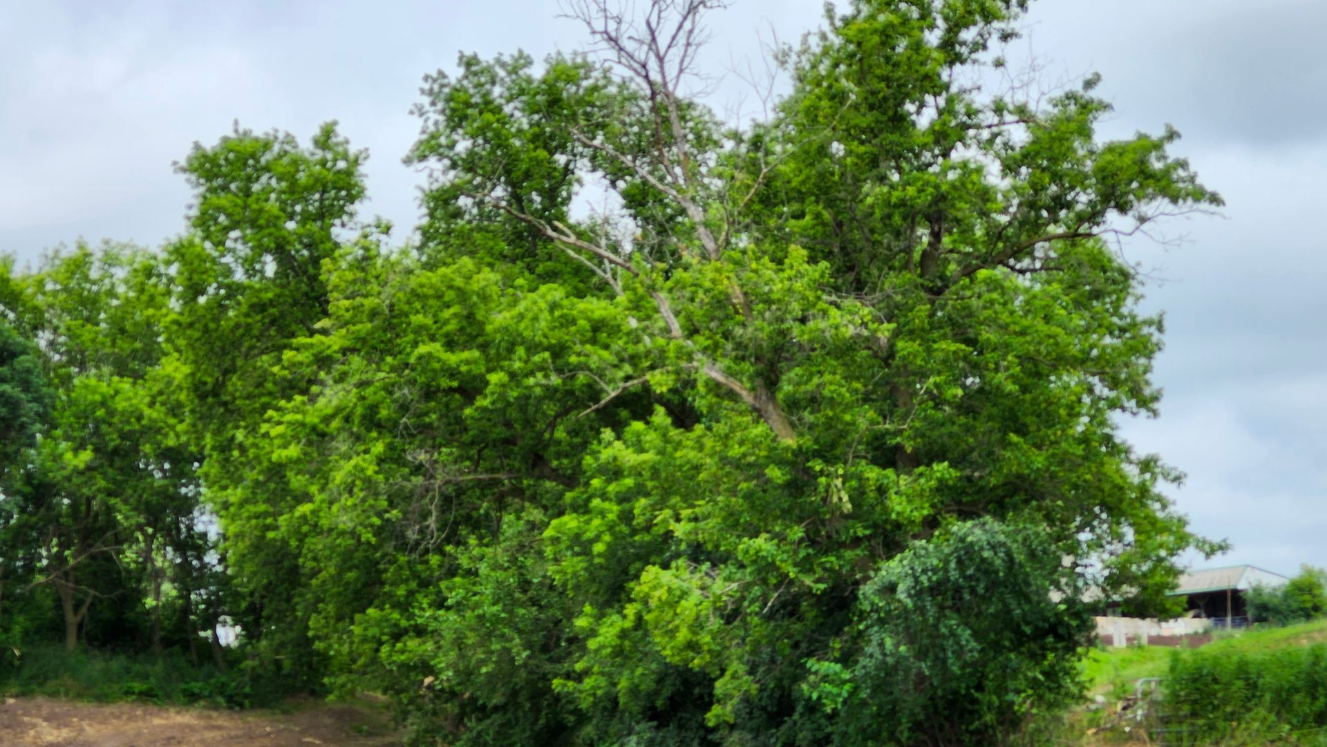 A large tree with lots of green leaves is in the middle of a field.