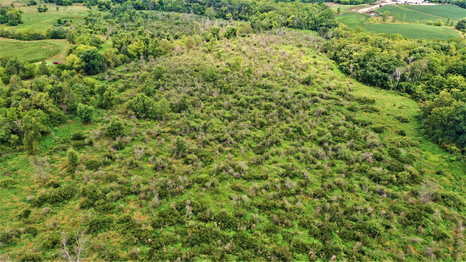 An aerial view of a lush green forest with trees and grass.