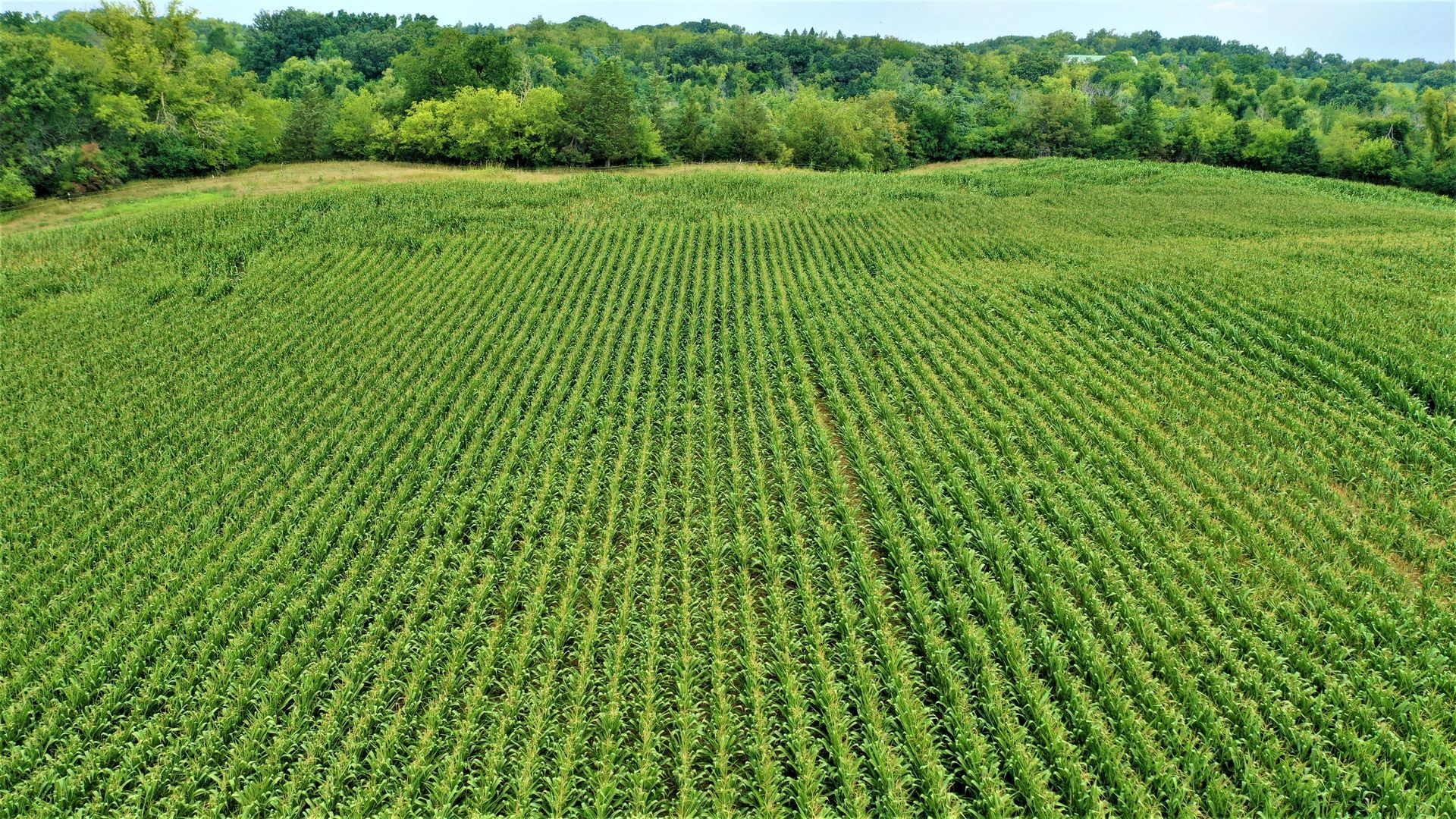 An aerial view of a corn field with trees in the background.