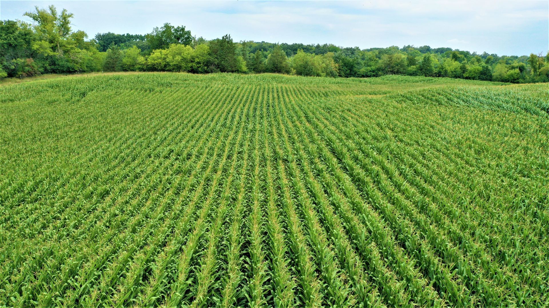 A large green field with rows of plants growing in it.