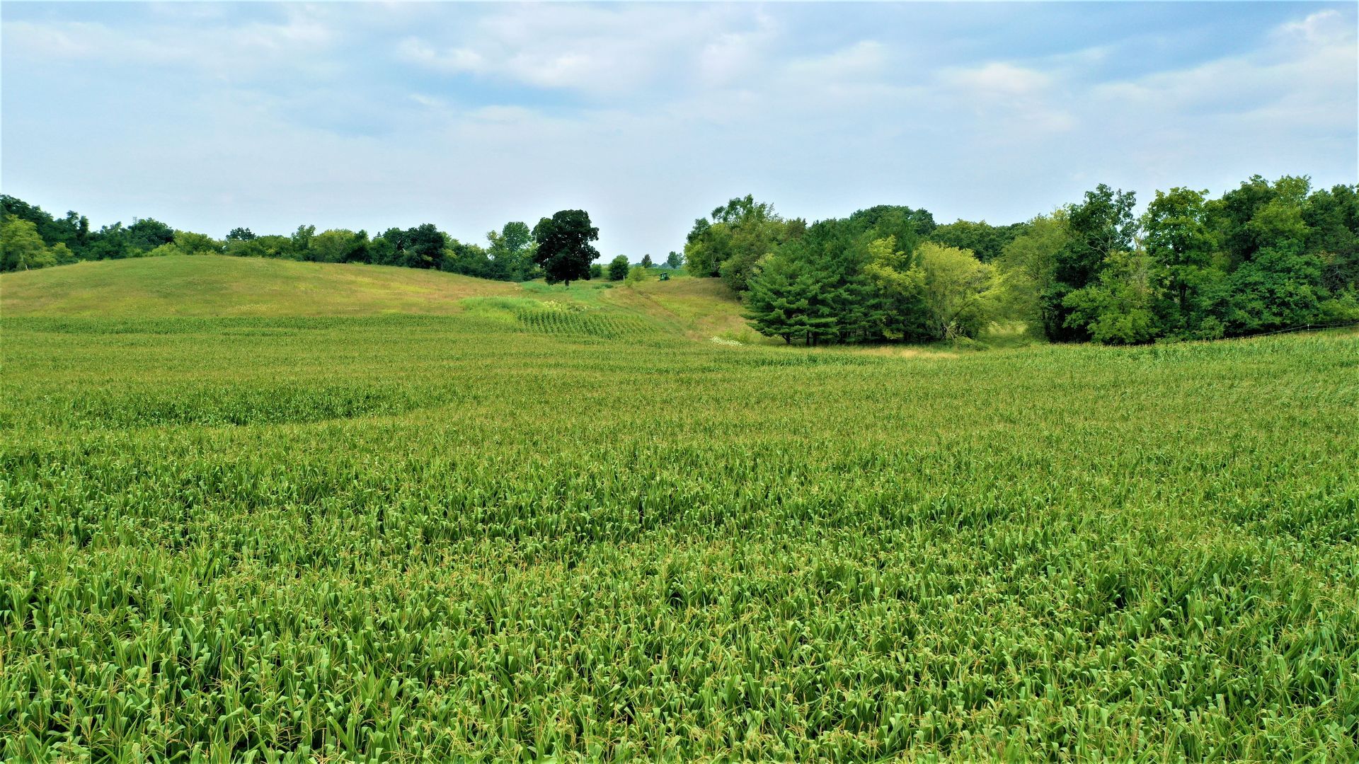 A large green field with trees in the background on a sunny day.