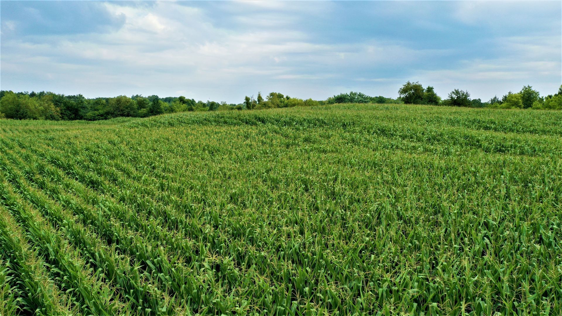 A large green field of corn with trees in the background.