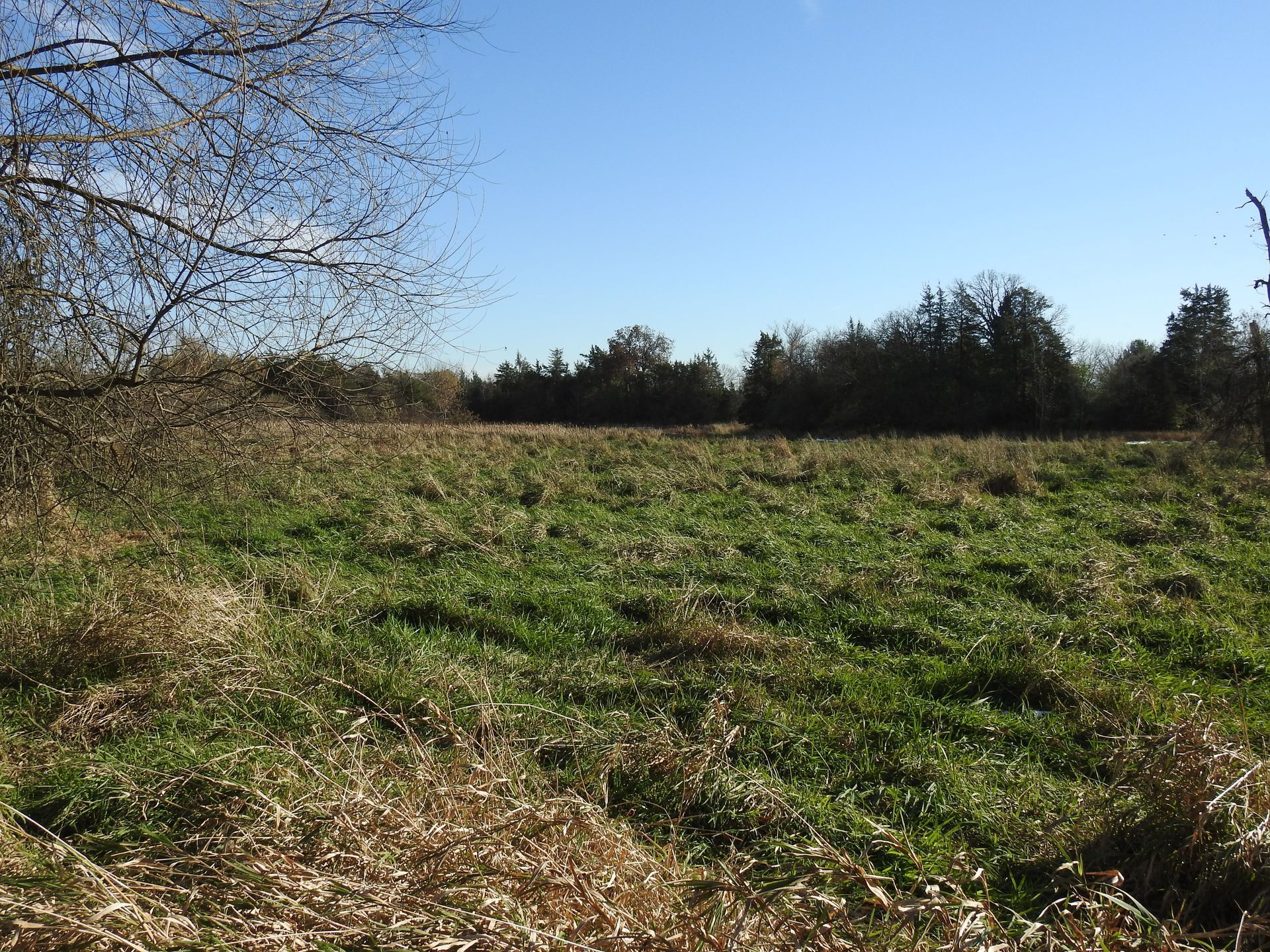 A large grassy field with trees in the background