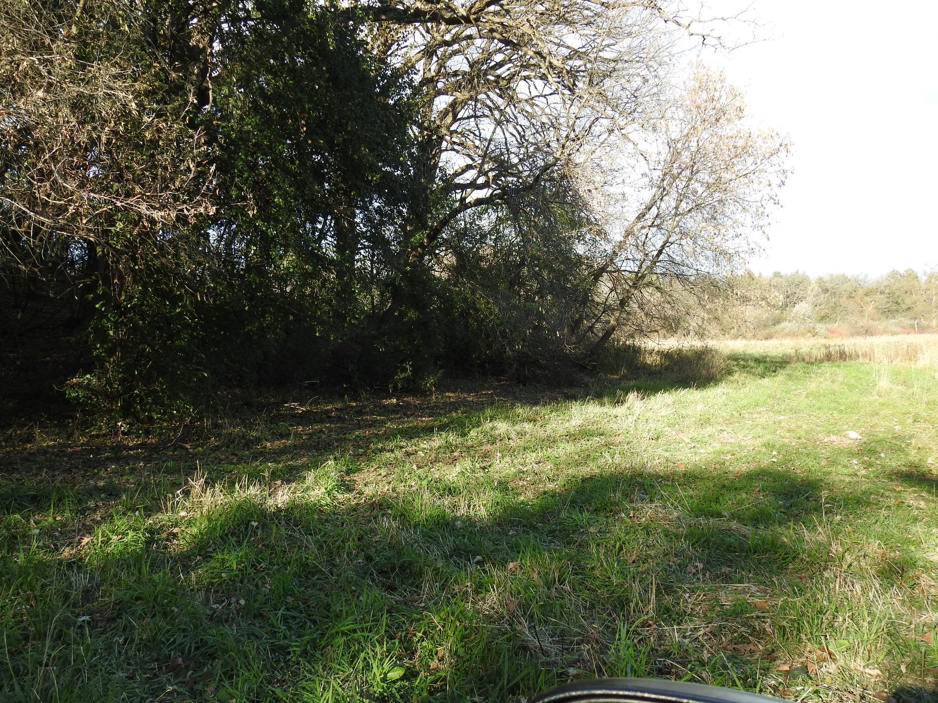 A bicycle is parked in a grassy field with trees in the background.