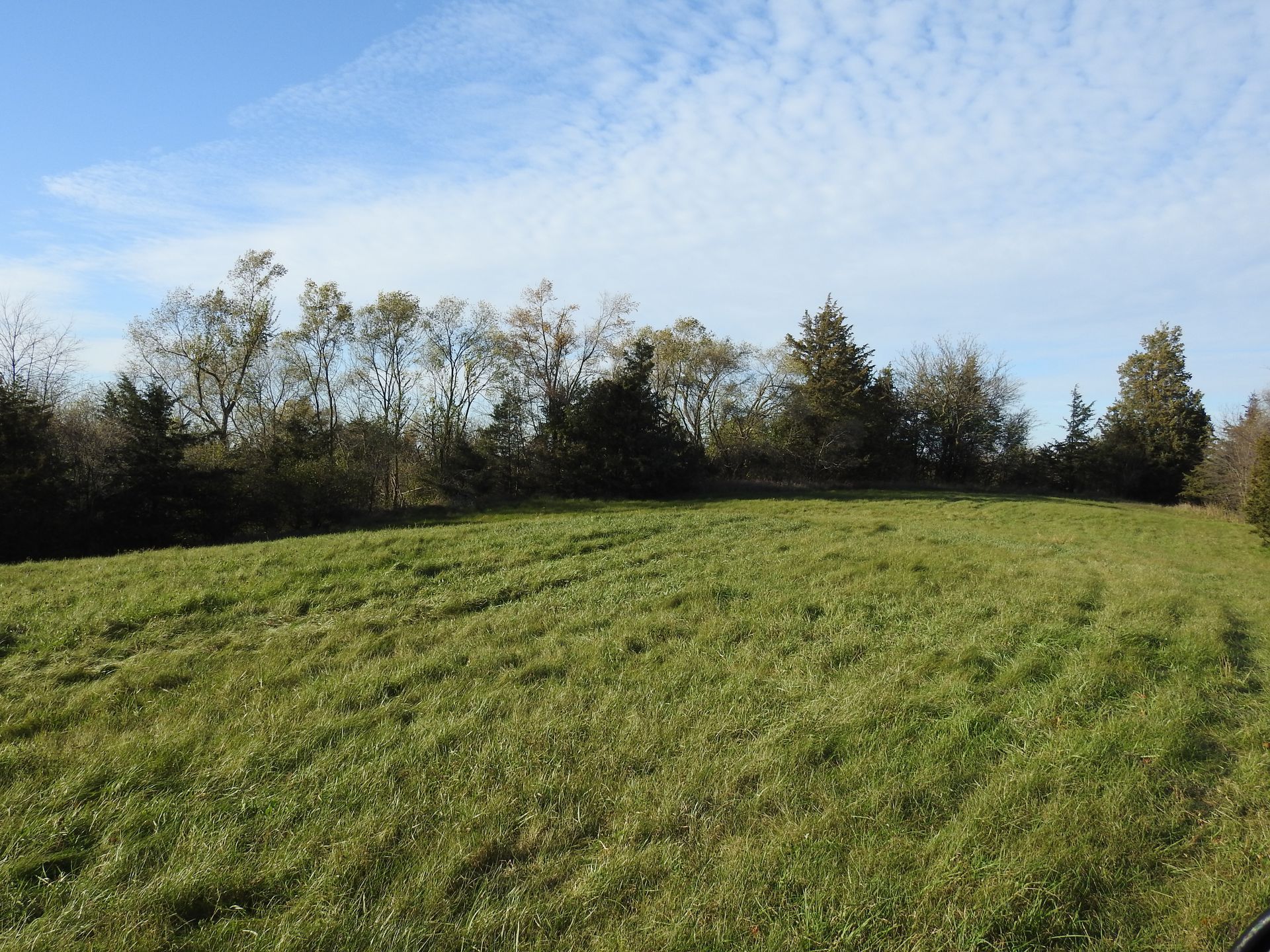 A lush green field with trees in the background