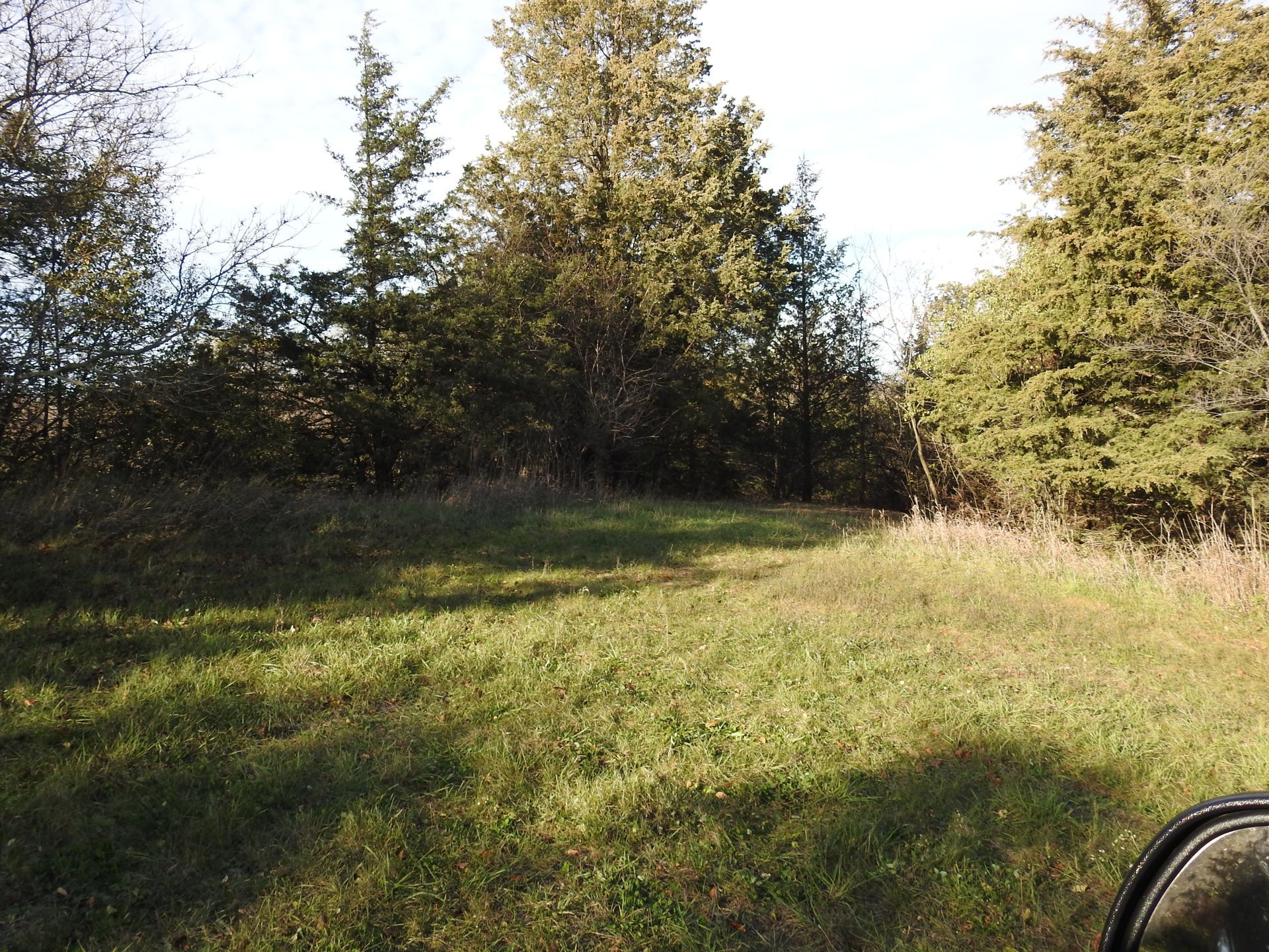 A person is riding a horse in a field with trees in the background.