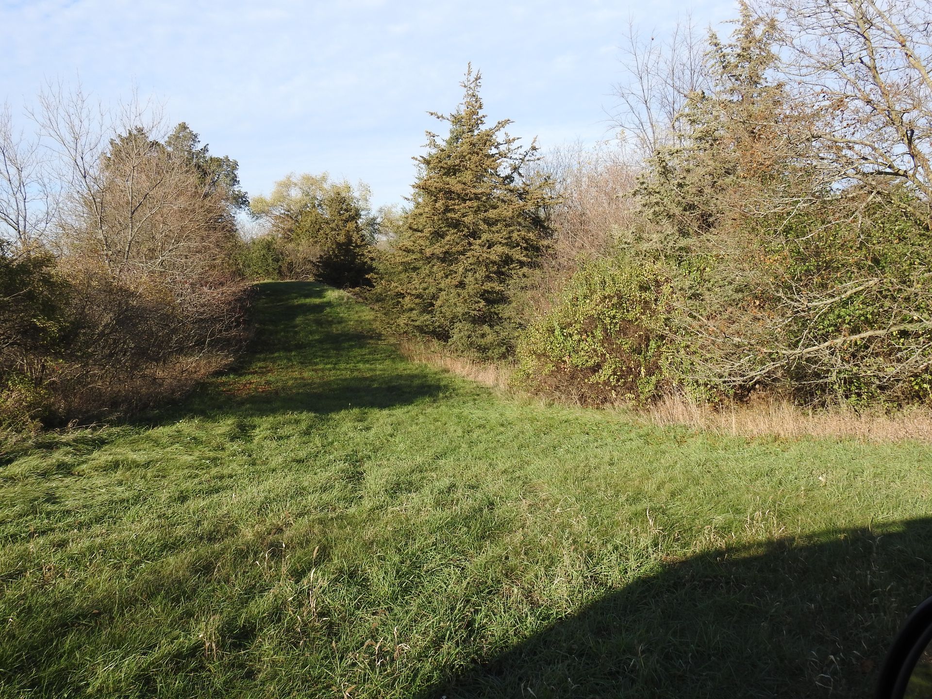 A grassy field with trees on the side of it