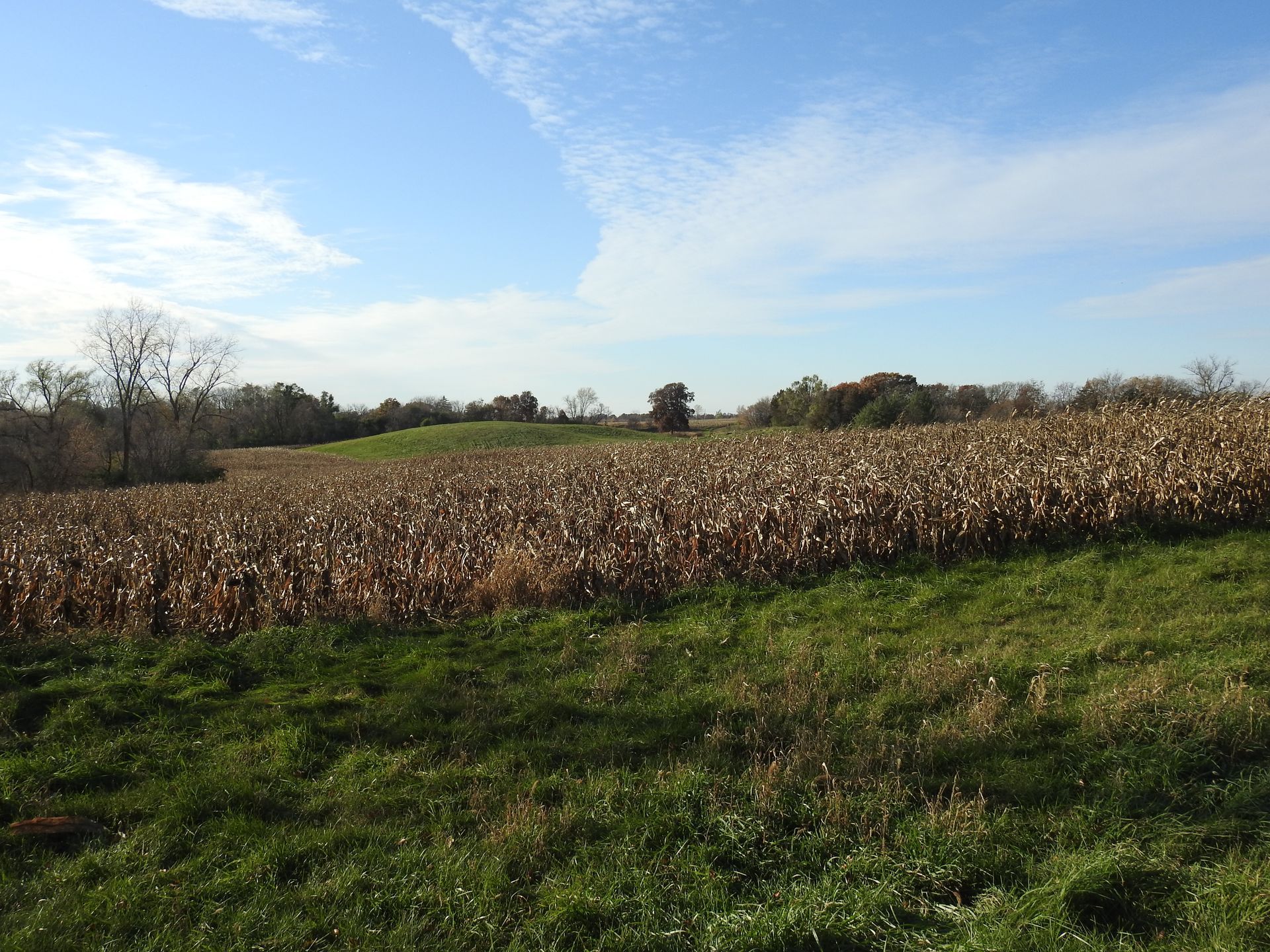 A field of corn with trees in the background on a sunny day