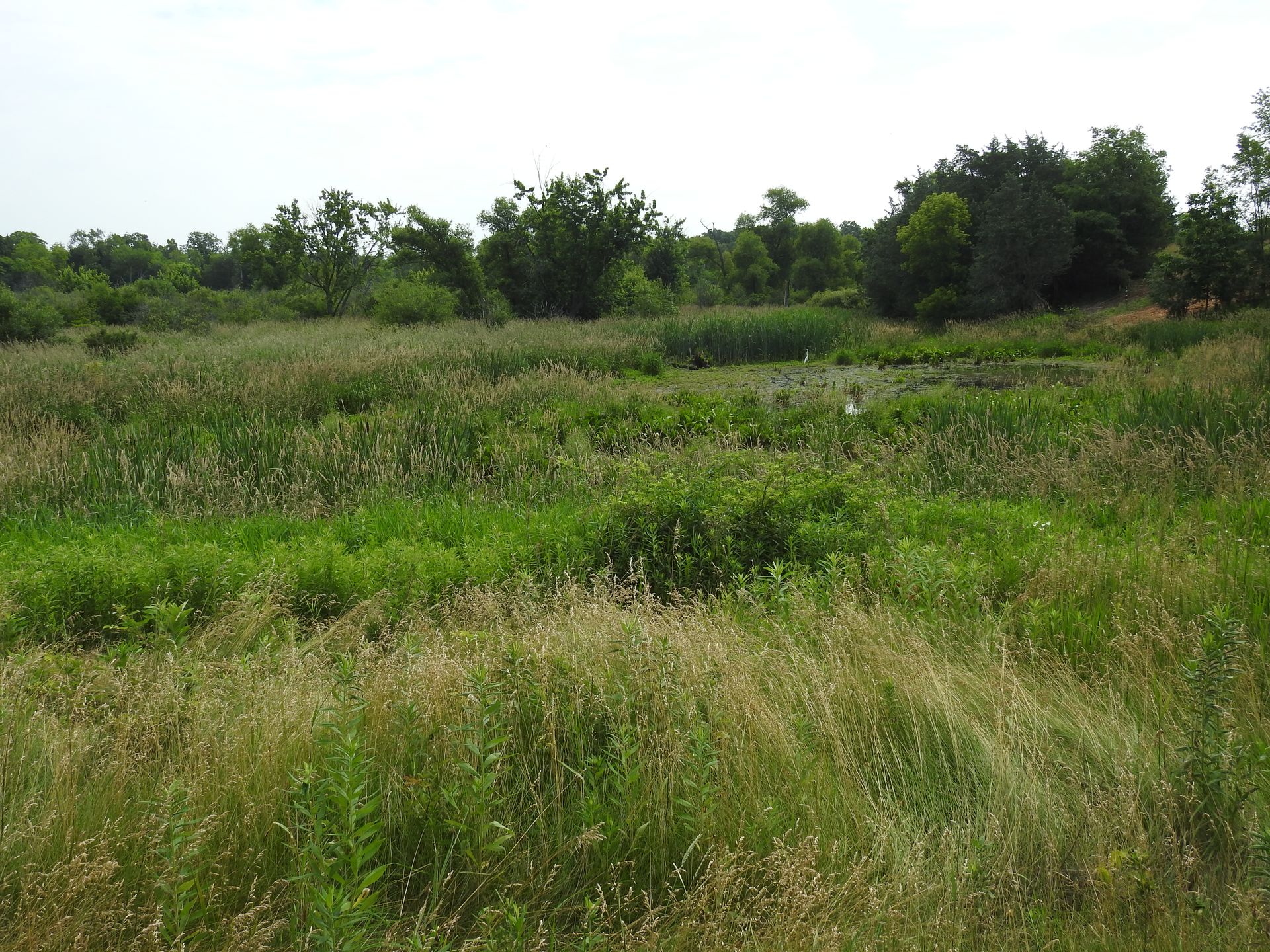 A field of tall grass with trees in the background