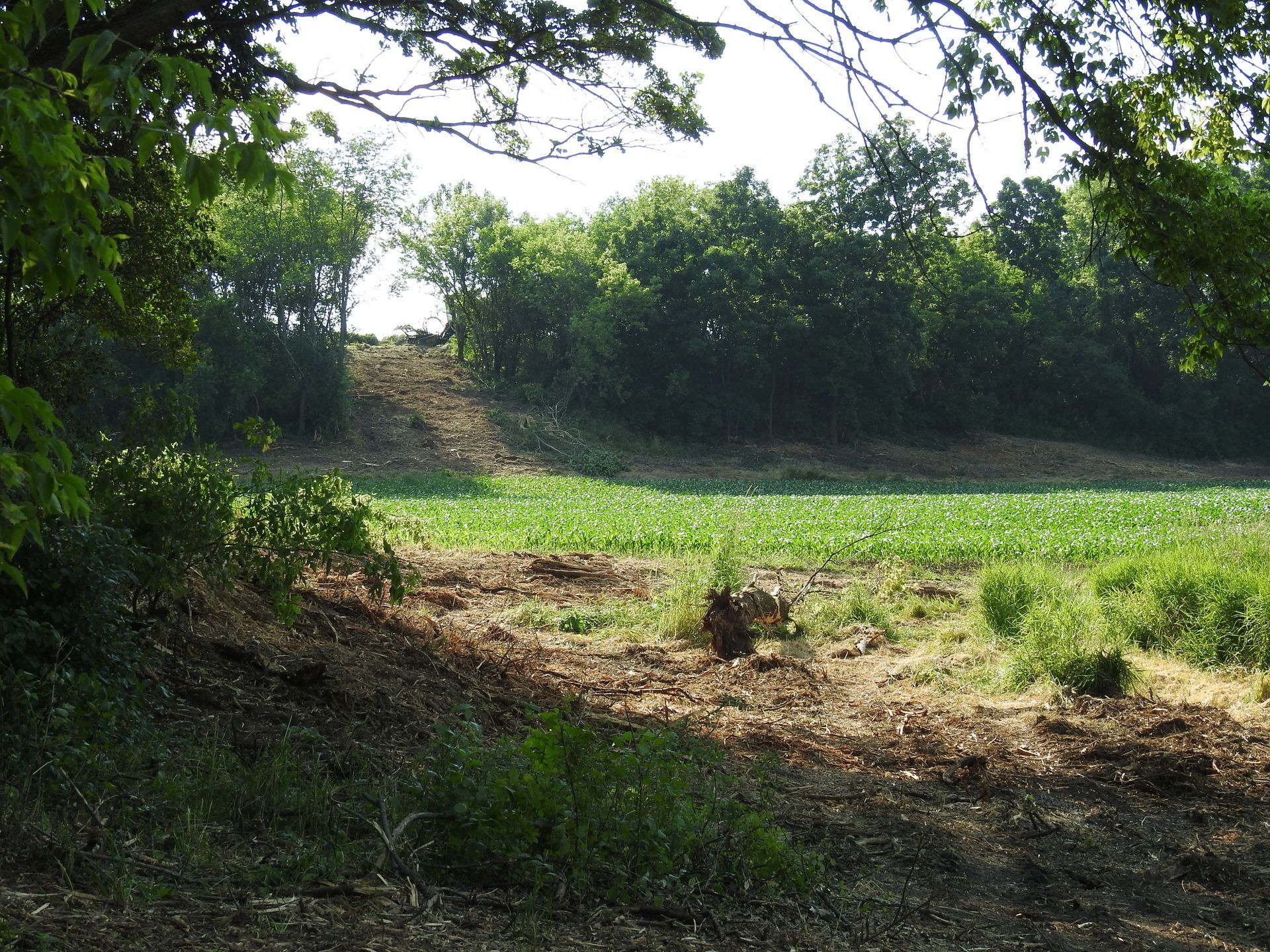 A lush green field with trees in the background